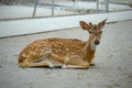 spotted deer (rusa tutul) with the Latin name Axis