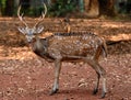 Spotted deer Royalty Free Stock Photo