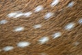 Spotted deer skin Royalty Free Stock Photo