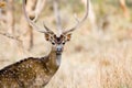 Spotted Deer Stag Royalty Free Stock Photo