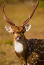 Spotted Deer Stag walking along the plains