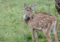 Spotted Deer staring at its visitors at Jungle Jeep Safari