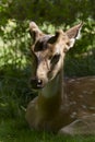 Spotted deer under sunlight, in Bardia, Nepal