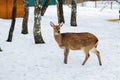 A female spotted deer. Sunny winter day, snow fell. Royalty Free Stock Photo