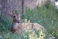 Spotted deer