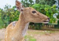 Spotted deer Royalty Free Stock Photo