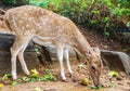 Spotted deer