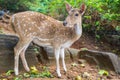 Spotted deer Royalty Free Stock Photo