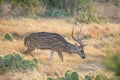 Spotted Deer Royalty Free Stock Photo