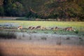 Spotted deer Royalty Free Stock Photo
