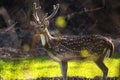 Spotted  deer in  wildlife animal in Pakistan Royalty Free Stock Photo