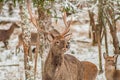 Spotted deer in the winter forest.