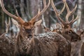 Spotted deer in the winter forest.