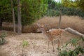 Spotted deer in the zoo. The deer is in the park. Terra Natura.