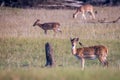 Spotted deers and birds