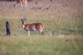 Spotted deers and birds with myna on its head