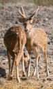 Chital or Spotted Deers