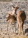 Chital or Spotted Deers with Velvet Antlers