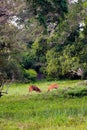 Spotted deers feeding on grass in the forest during the daytime Royalty Free Stock Photo