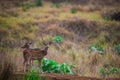 Spotted deers in kanha meadows	, India Royalty Free Stock Photo