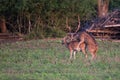 Spotted deers mating Royalty Free Stock Photo