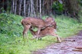 Spotted deers mother and calf