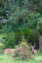 Spotted deers in nature