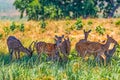 Spotted Deers resting