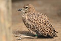 Spotted dikkop Royalty Free Stock Photo