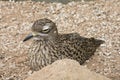 Spotted Dikkop Bird at Rest Royalty Free Stock Photo