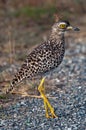 Spotted Dikkop on road Royalty Free Stock Photo