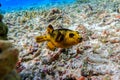 Spotted or Dog Faced Puffer fish Arothron nigropunctatus Royalty Free Stock Photo