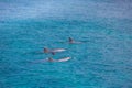 A spotted dolphin family leaping out of the clear blue Maldives water. Marine life in Maldives Royalty Free Stock Photo