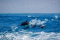 A spotted dolphin family leaping out of the clear blue Maldivian waters Royalty Free Stock Photo