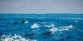 A spotted dolphin family leaping out of the clear blue Maldivian waters Royalty Free Stock Photo