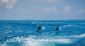 A spotted dolphin family leaping out of the clear blue Maldivian waters Royalty Free Stock Photo