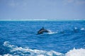 A spotted dolphin family leaping out of the clear blue Maldivian waters Royalty Free Stock Photo