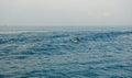 A spotted dolphin family leaping out of the clear blue Maldivian waters Royalty Free Stock Photo