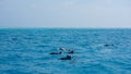 A spotted dolphin family leaping out of the clear blue Maldivian waters Royalty Free Stock Photo