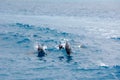 A spotted dolphin family leaping out of the clear blue Maldivian waters Royalty Free Stock Photo