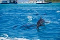 A spotted dolphin family leaping out of the clear blue Maldivian waters Royalty Free Stock Photo