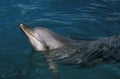 Spotted Dolphin, stenella frontalis, Head of Adult at Surface, Bahamas