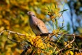 Spotted Dove.