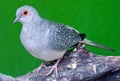 Spotted dove