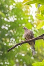 Spotted dove also known as tekukur bird Royalty Free Stock Photo