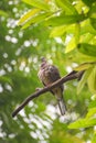 Spotted dove also known as tekukur bird Royalty Free Stock Photo