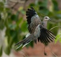 Spotted dove bird collecting nest material before breeding Royalty Free Stock Photo