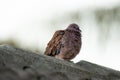 Spotted Dove bird perched atop a jagged rock outcrop, surveying its surroundings