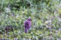 Spotted Dove Bird Perched on Barbed Wire with Green Nature Background Royalty Free Stock Photo