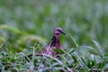 Spotted Dove Bird Perched on Barbed Wire with Green Nature Background Royalty Free Stock Photo